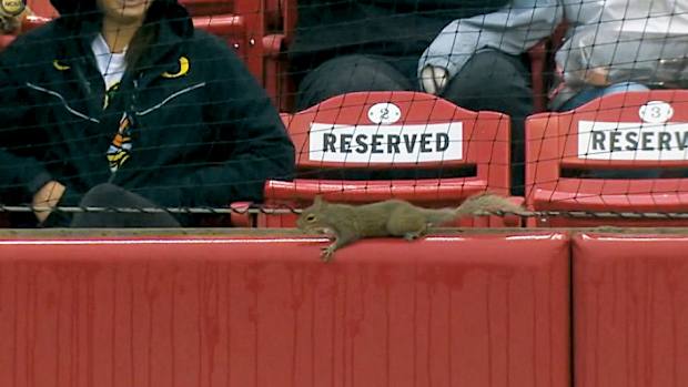 Arkansas Razorback Rally Squirrel - Fayetteville Regional - Arkansas 6, Oregon 2 - Game 3